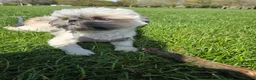 Shih Tzu dogs for sale: Little puppies are looking for lovely home - Advert 14