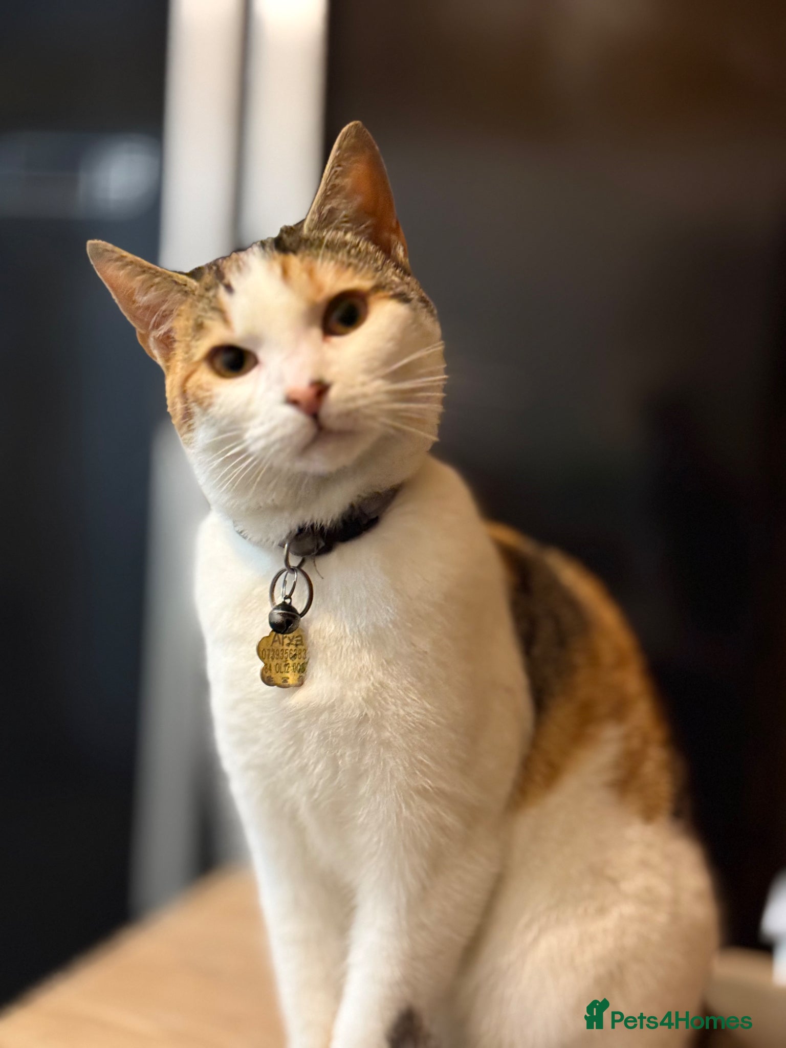 Mixed Breed cats 4 adorable kittens for sale currently 3 weeks old - Advert 1