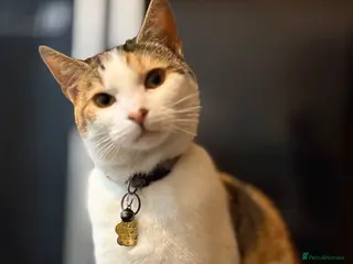 Mixed Breed cats 4 adorable kittens for sale currently 3 weeks old - Advert 2