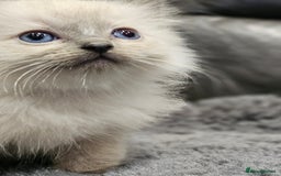 Ragdoll cats for sale: Stunning ragdoll kittens  - Image 19