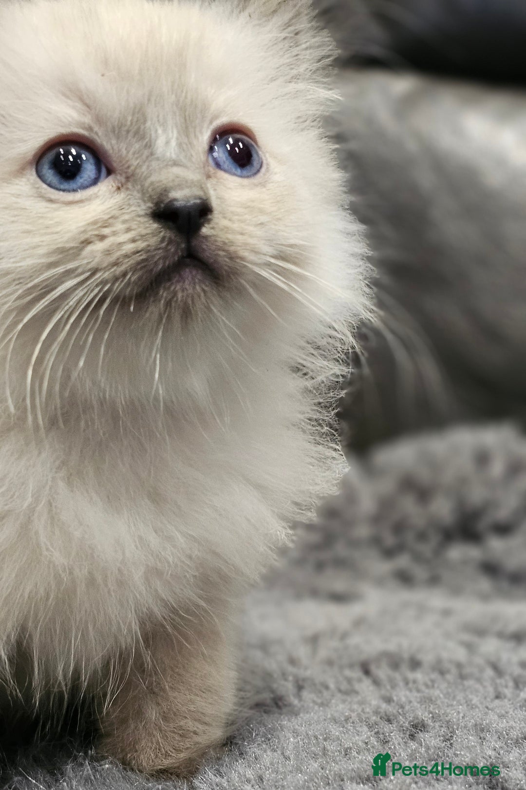 Ragdoll cats for sale: Stunning ragdoll kittens  - Image 19