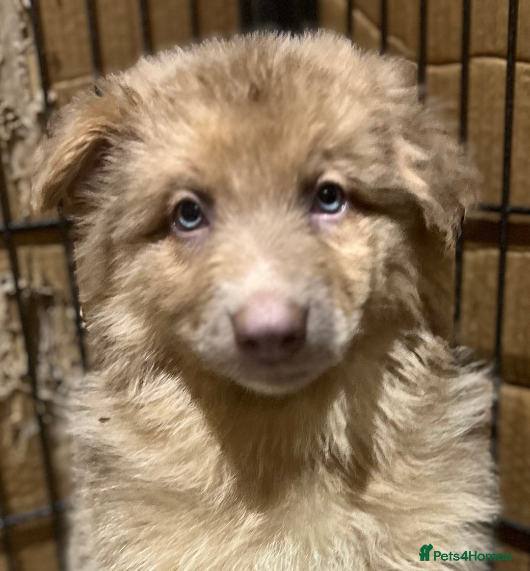 German Shepherd dogs for sale: German Shepherd Puppies Liver Isabella Blue Black  - Advert 25