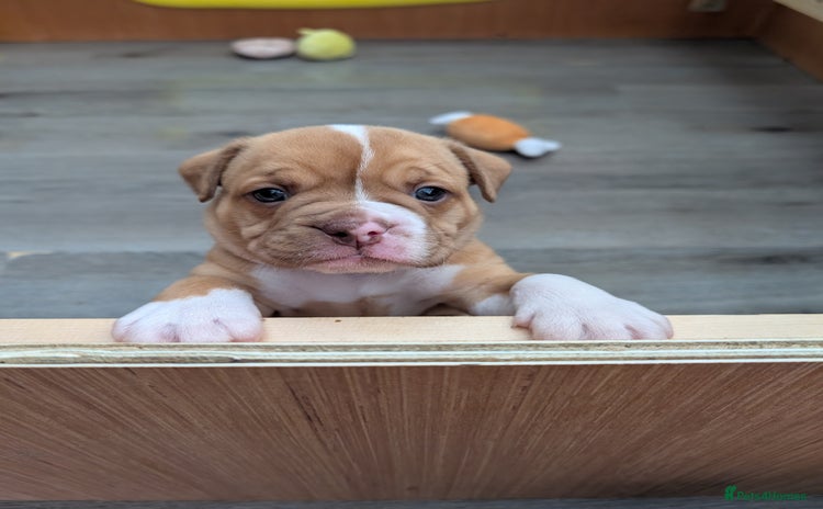 Olde English Bulldogge dogs - Advert 1