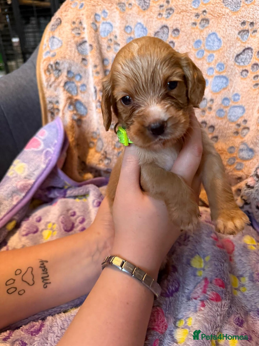 Cocker Spaniel dogs for sale: COCKER SPANIEL LITTER OF 9 IN SCARBOROUGH  - Image 6