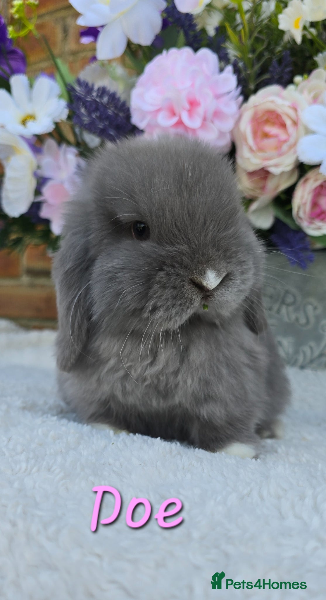 Mini Lop rabbits Beautiful quality mini lops - Advert 2