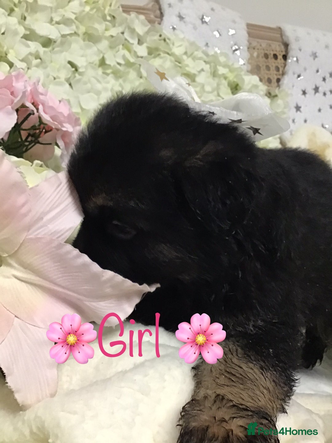 German Shepherd dogs for sale: chunky longhaired GSD pups for sale - Advert 5