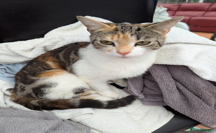 Domestic Shorthair cats - Advert 8