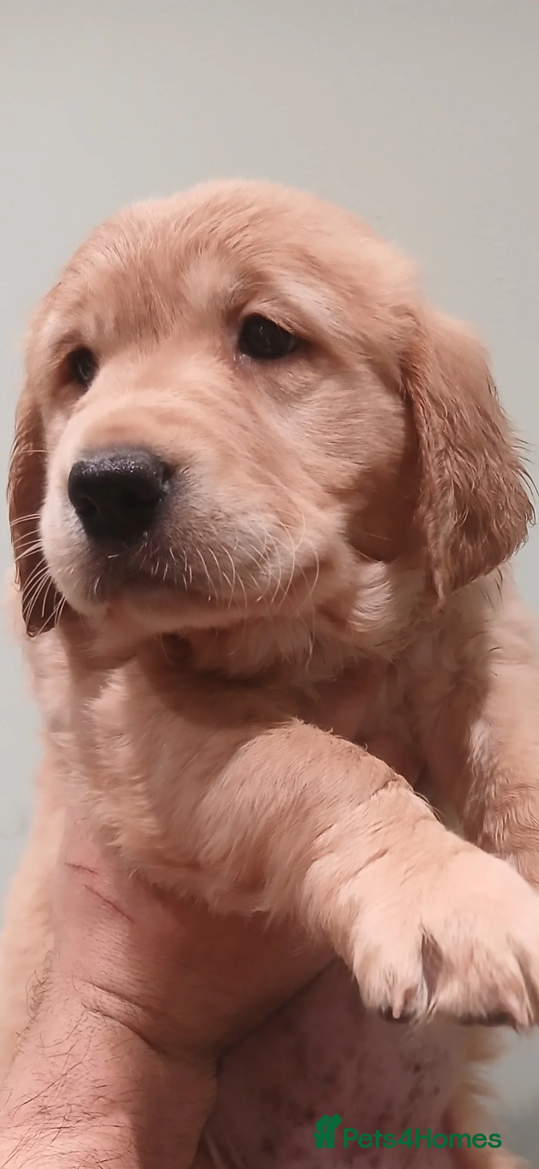 Golden Retriever dogs for sale: Chunky KC registered golden retrievers  - Advert 29