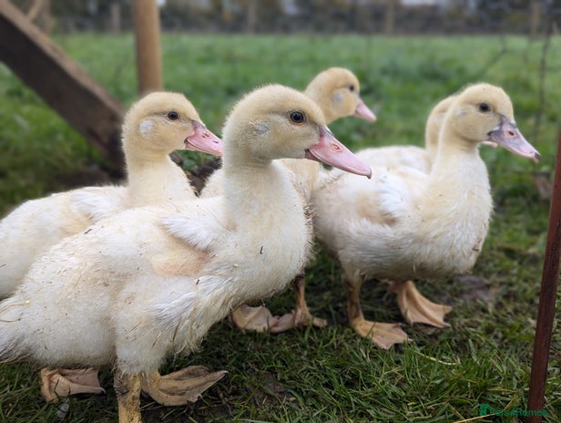 Ducks poultry - Advert 6