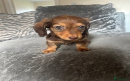 Miniature Dachshund dogs for sale: Miniature daschund puppies  - Image 4