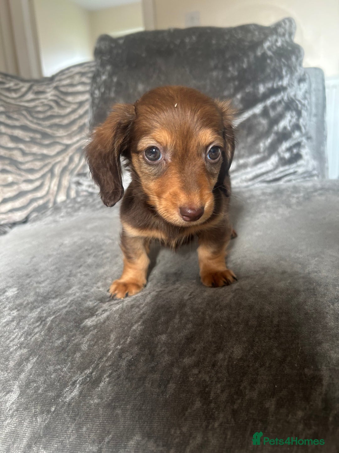 Miniature Dachshund dogs for sale: Miniature daschund puppies  - Image 4