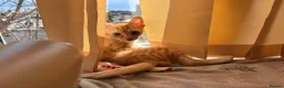 Mixed Breed cats for adoption: Costel for adoption in Waterlooville - Advert 2