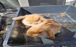 English Lop rabbits for sale: Happy and healthy little beauties - Image 1