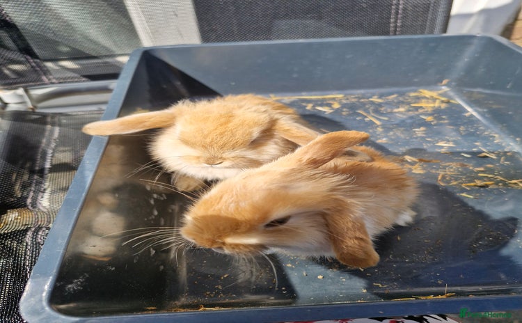 English Lop rabbits - Advert 1