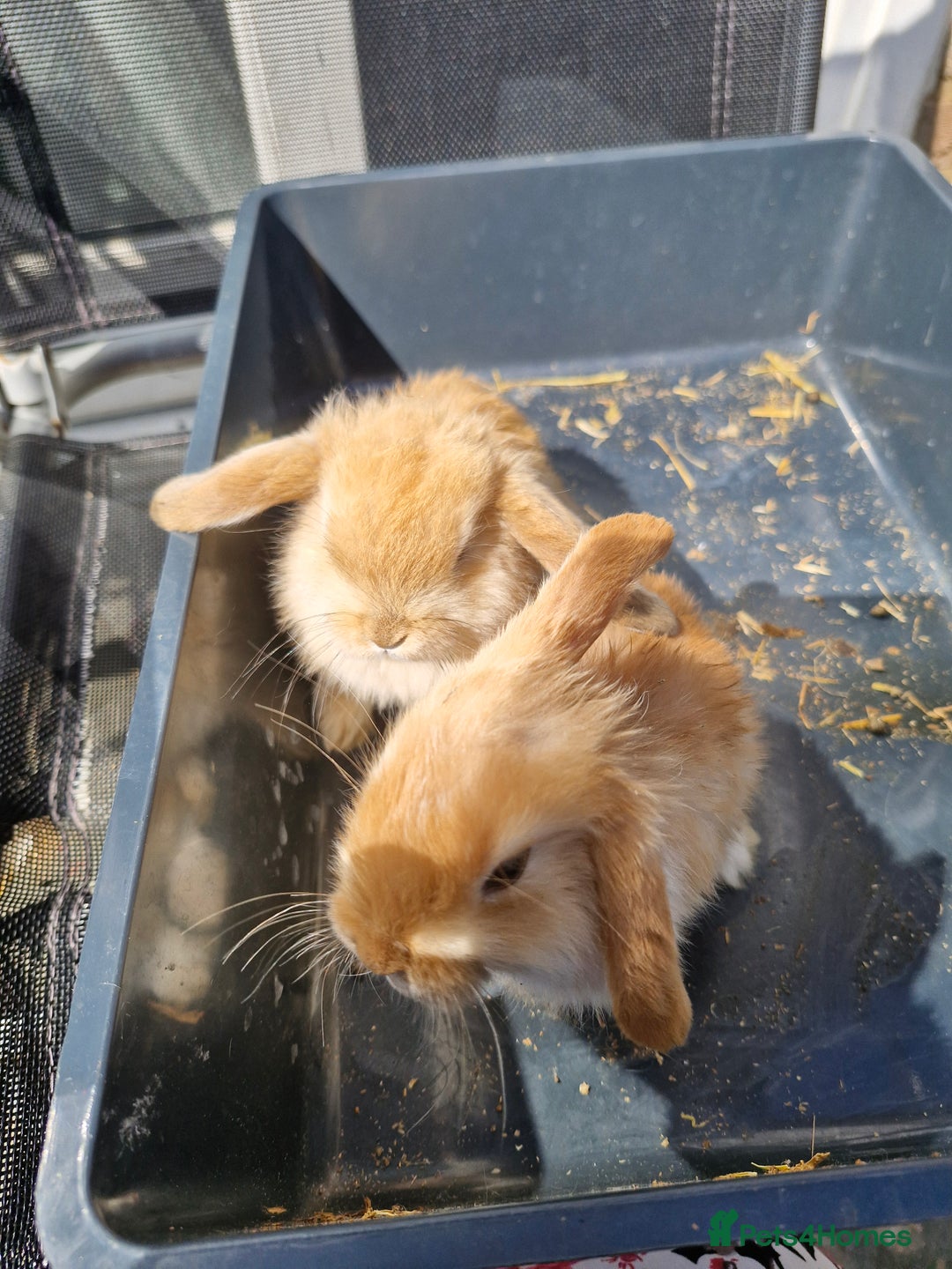 English Lop rabbits for sale: Happy and healthy little beauties - Image 1