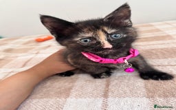 Mixed Breed cats for sale: Free trained kittens - Image 5