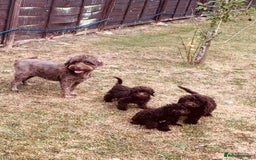 Cockapoo dogs for sale: F1b Cockapoo puppies !! health tested parents !! - Image 2