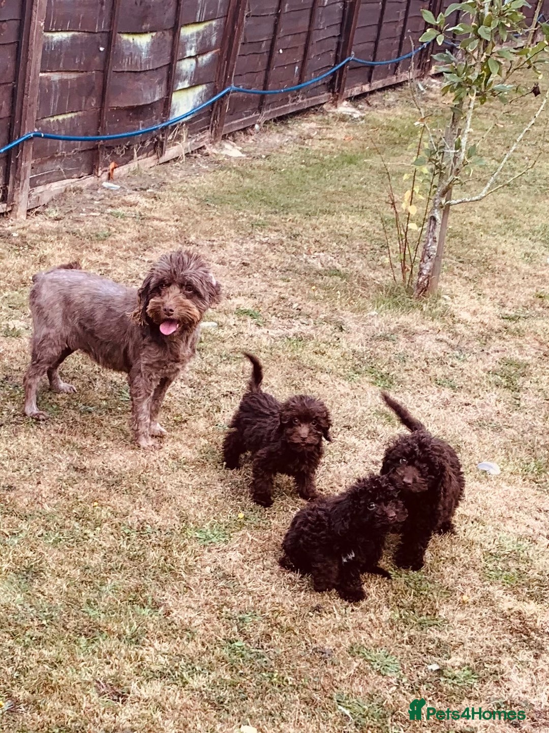 Cockapoo dogs for sale: F1b Cockapoo puppies !! health tested parents !! - Image 2