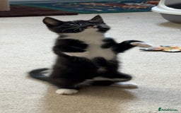 Maine Coon cats for sale: 3/4Month old Kitten 50% Maine coon 50% Mixed - Image 5