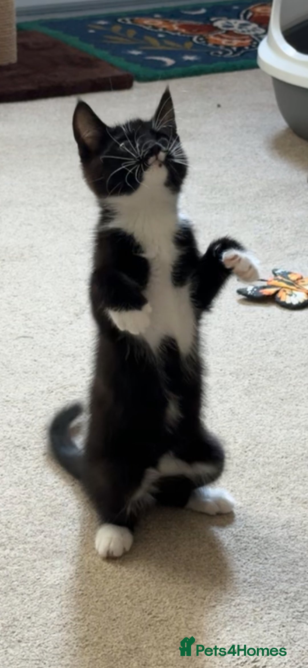 Maine Coon cats for sale: 3/4Month old Kitten 50% Maine coon 50% Mixed - Image 5