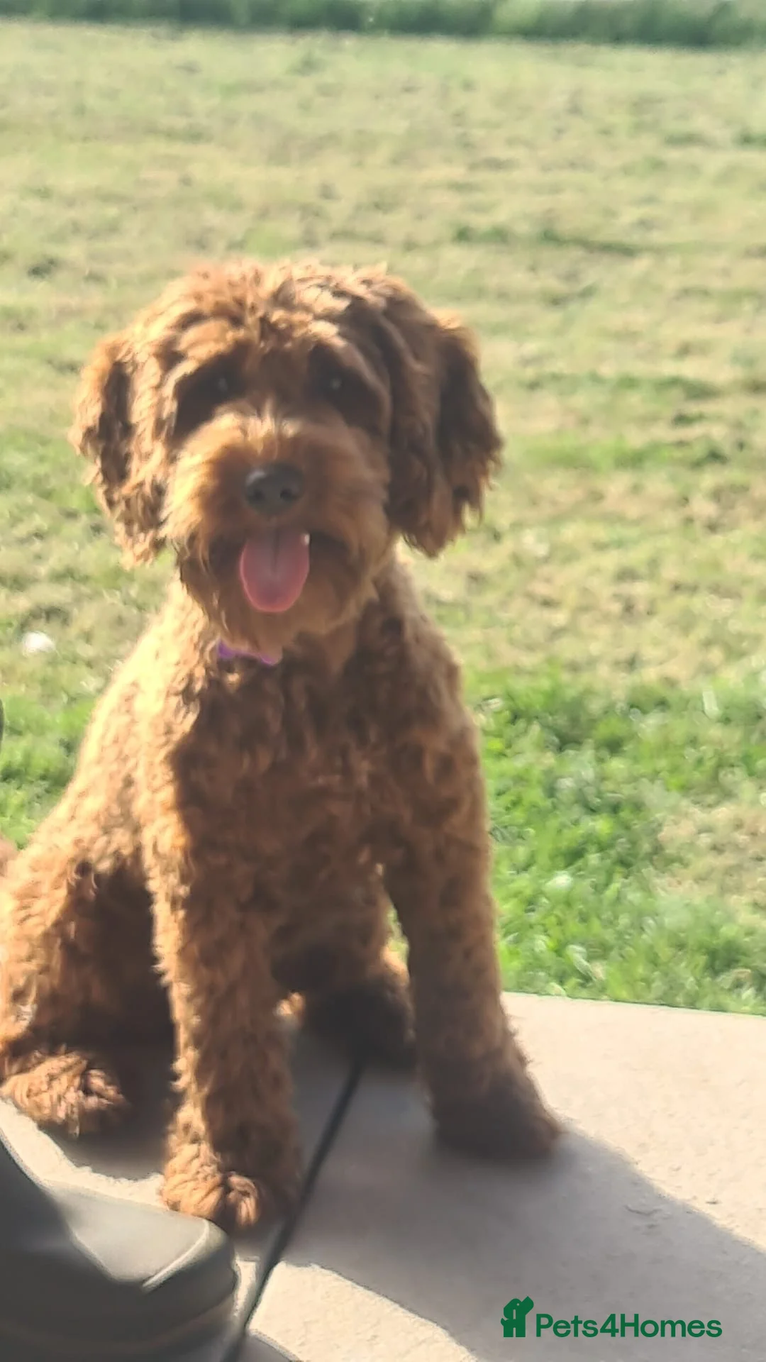Cockapoo dogs for sale: Beautiful Red Cockapoo bitch - Advert 1