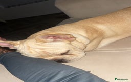 French Bulldog dogs for sale: French Bulldog  - Image 2