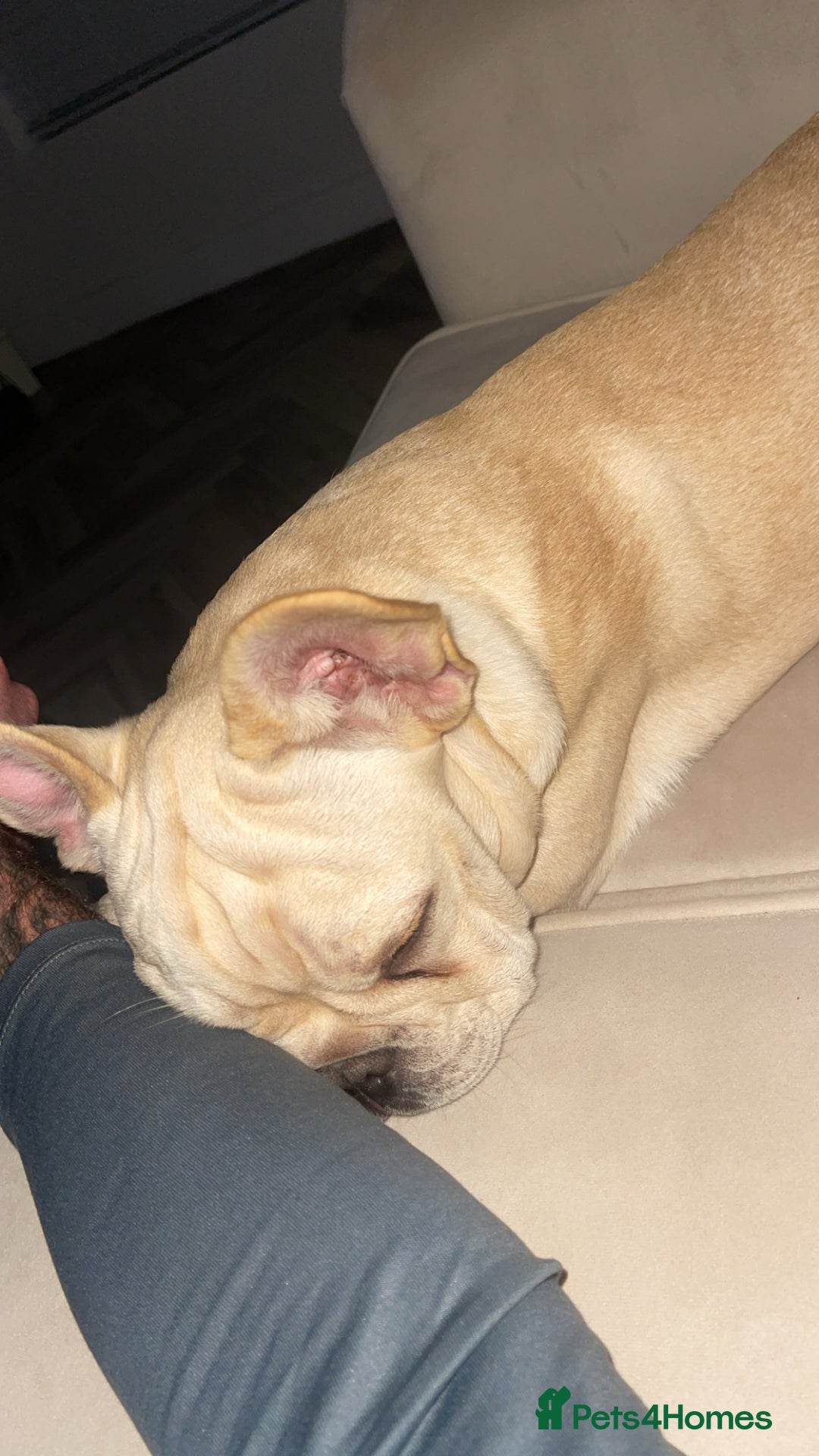 French Bulldog dogs for sale: French Bulldog  - Image 2