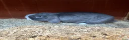 Mini Lop rabbits for sale: 2 rabbits for sale - Advert 11