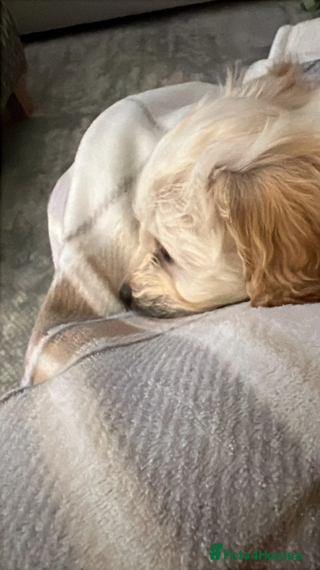 Cockapoo dogs for sale: 9 week old Cockapoo in London - Advert 2