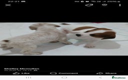 Mixed Breed dogs for sale: Beautiful puppies  - Image 2