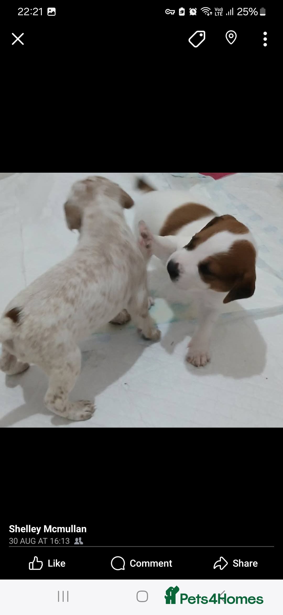 Mixed Breed dogs for sale: Beautiful puppies  - Image 2