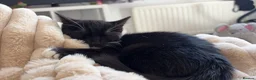 British Shorthair cats for sale: Cute kitten needs new home  in Darlington - Advert 4