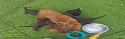 Cocker Spaniel dogs for sale: Working Type Cocker Spaniels - Advert 17