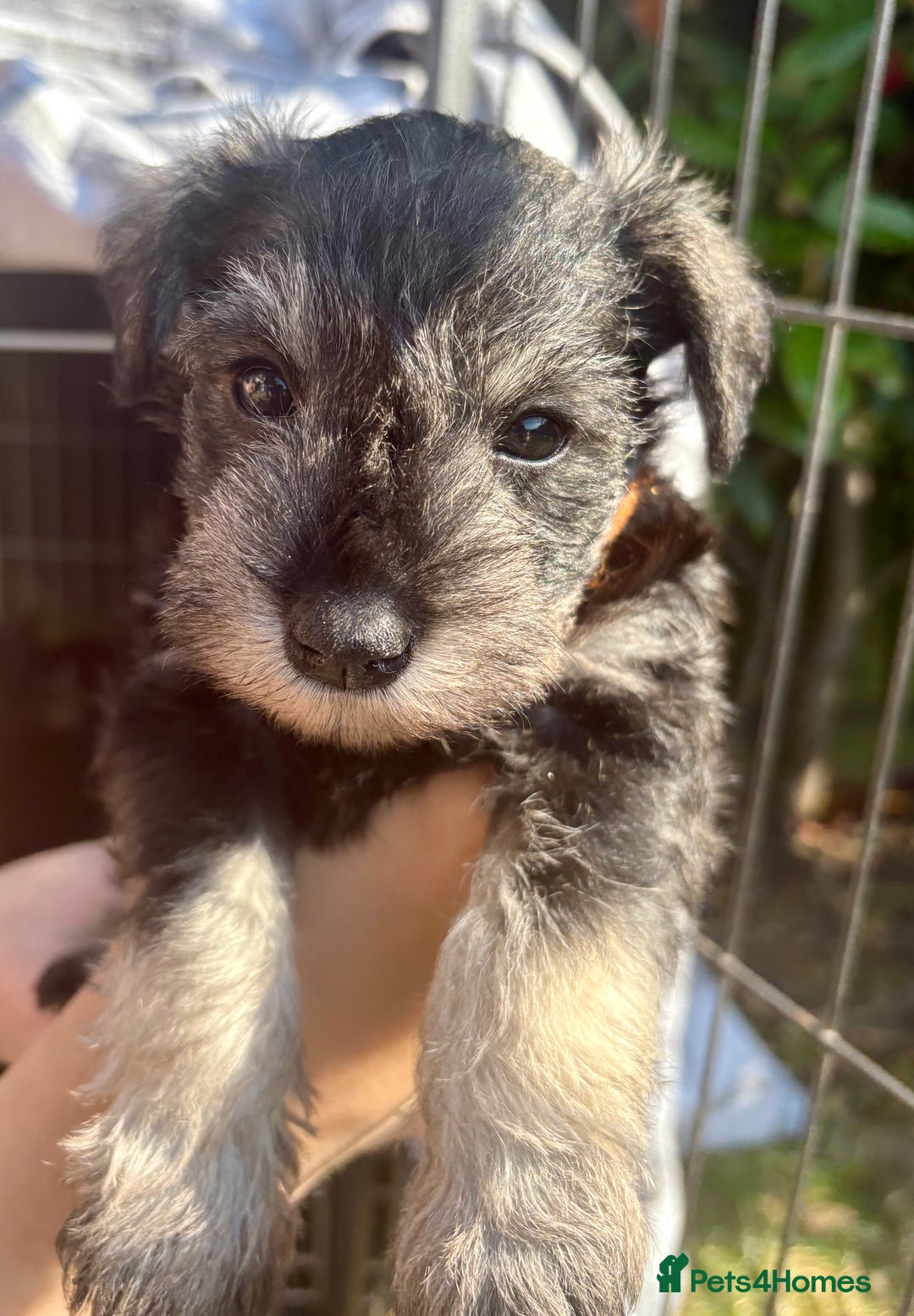 Miniature Schnauzer dogs for sale: KC Reg Miniature Schnauzer puppies in Stratford-upon-Avon - Image 10