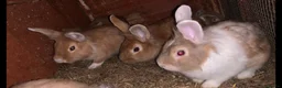 Chinchilla rabbits for sale: Mix of cute rabbits in Liverpool - Advert 5
