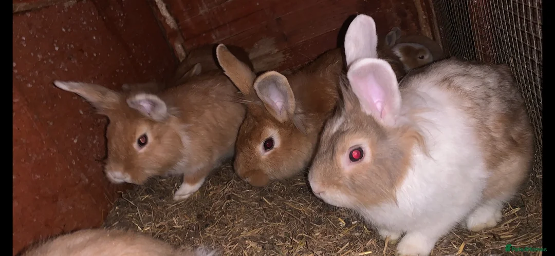 Chinchilla rabbits for sale: Mix of cute rabbits in Liverpool - Advert 5