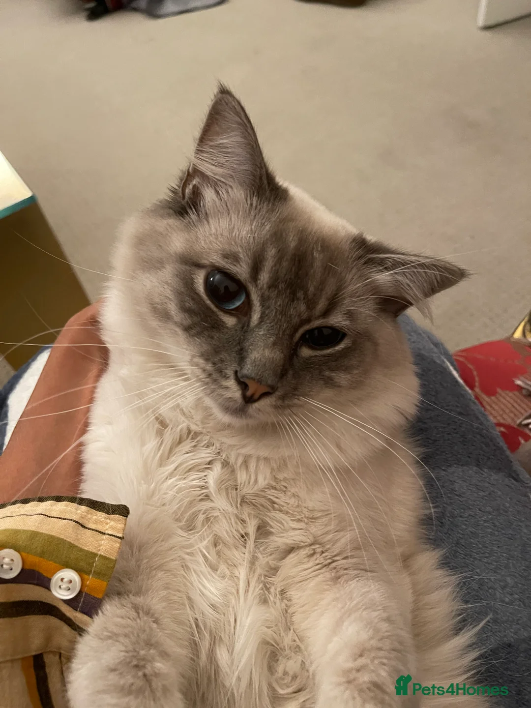 Ragdoll cats for stud: STUNNING PURE RAGDOLL - Advert 11