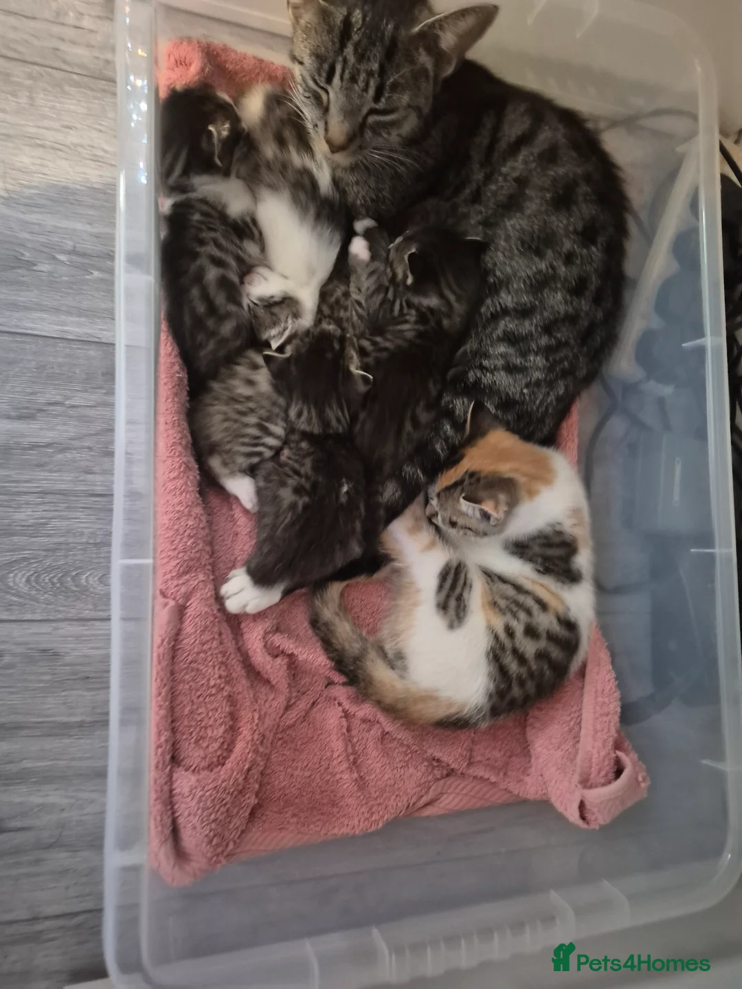 British Shorthair cats for sale: Beautiful kittens - Advert 7