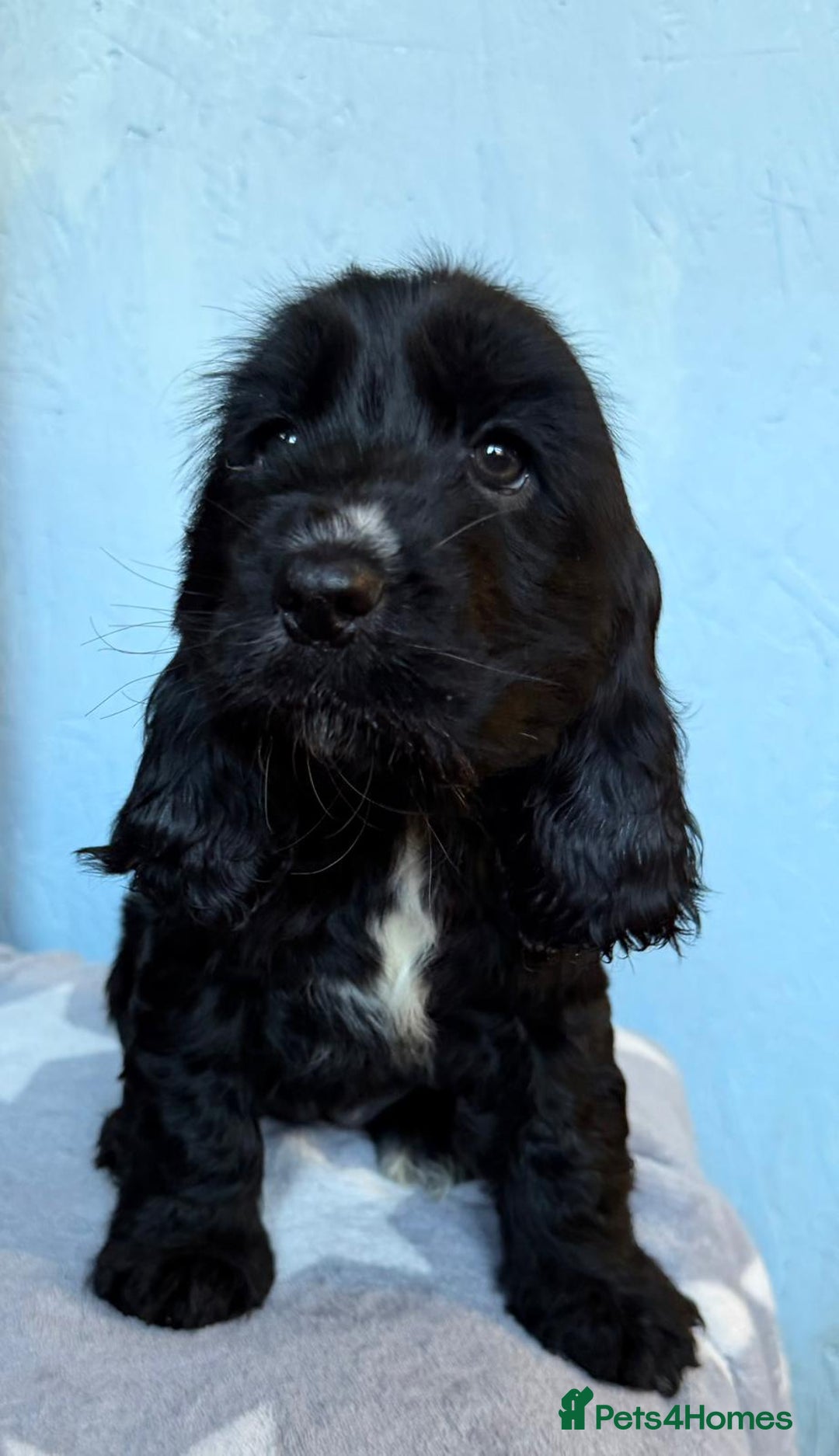Cocker Spaniel dogs for sale: Show type Cocker Spaniel puppies  - Advert 4