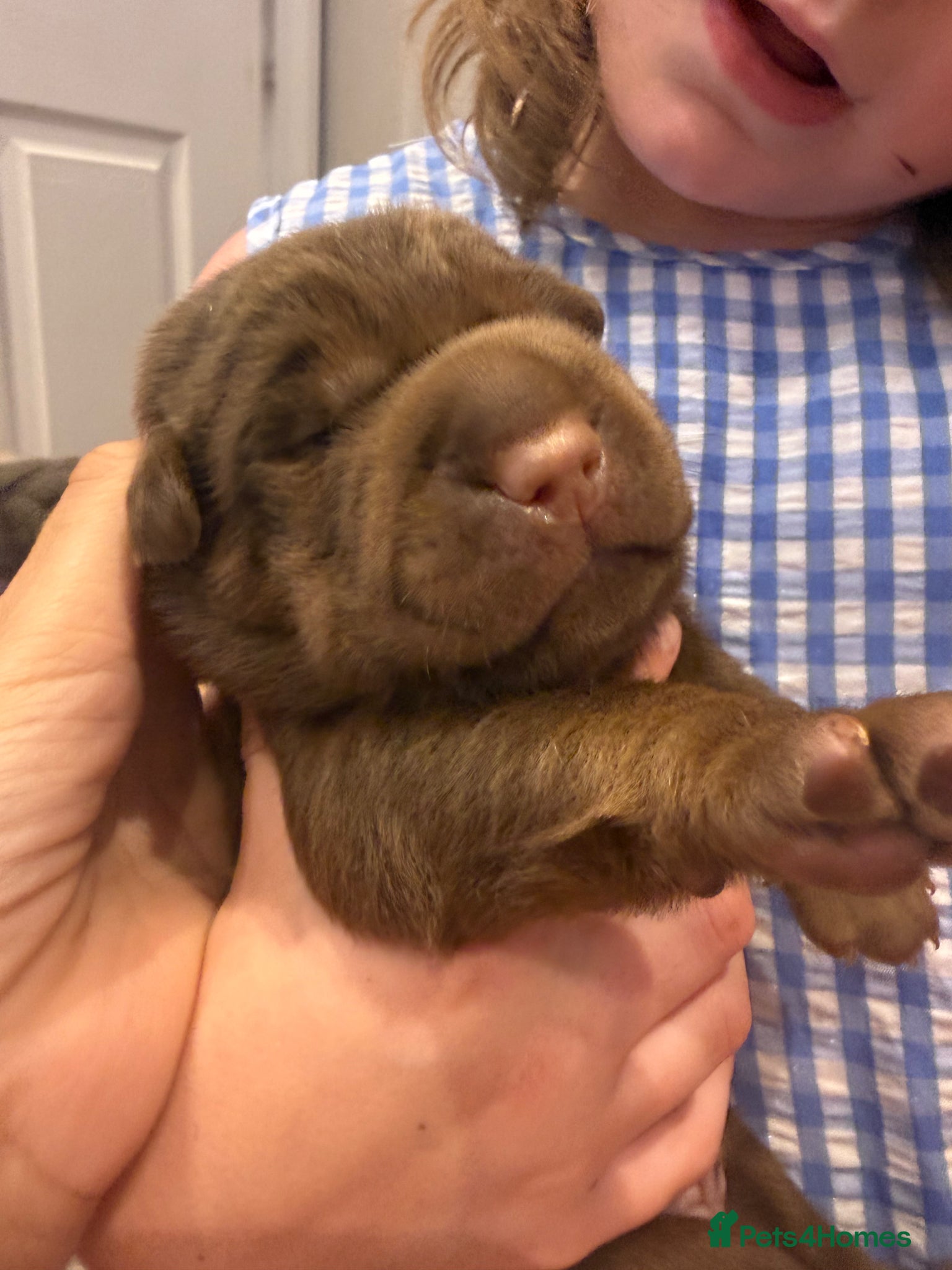 Mixed Breed dogs Sharpei pups - Advert 4