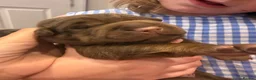 Mixed Breed dogs for sale: Sharpei pups - Advert 1