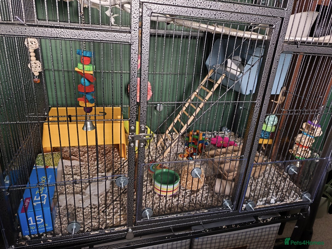 Rat rodents for sale: 4 gorgeous rats for adoption  - Advert 16