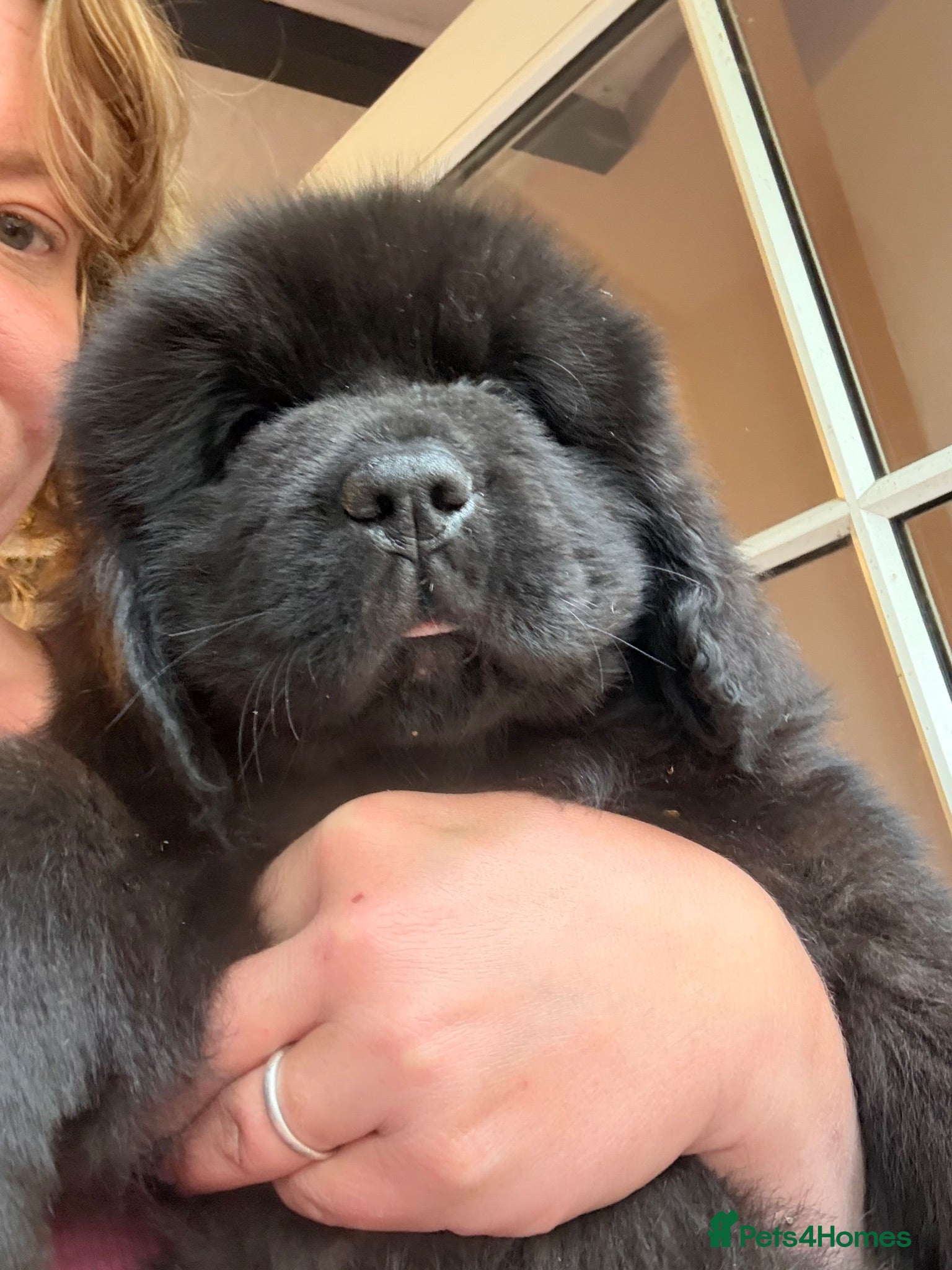 Newfoundland dogs Newfoundland puppies (9 weeks, not 13!) - Advert 2
