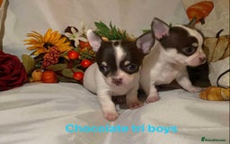 Chihuahua dogs for sale: Tiny chihuahua puppies  - Image 15