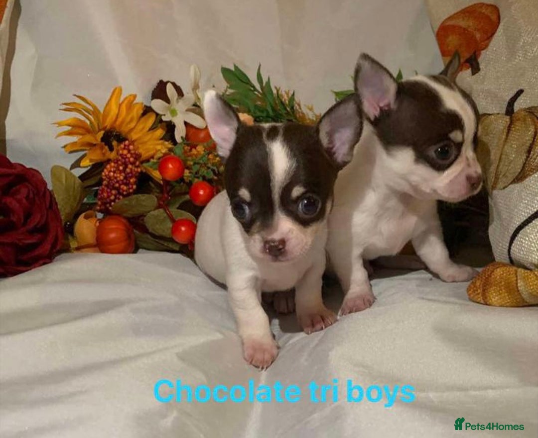 Chihuahua dogs for sale: Tiny chihuahua puppies  - Image 15