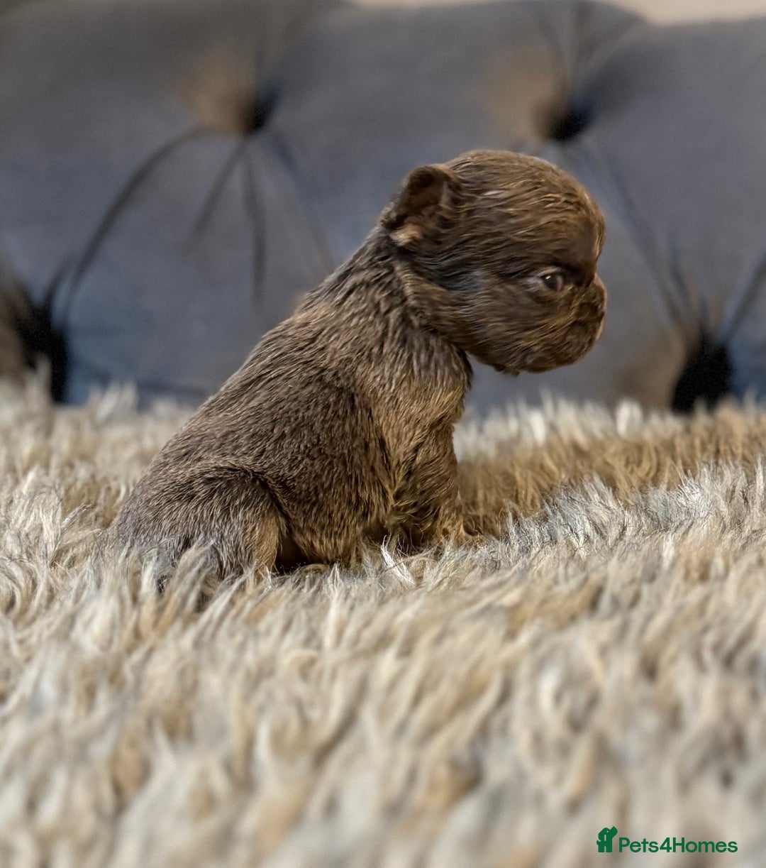 French Bulldog dogs for sale: 10 Full Fluffy French Bulldogs  - Advert 10