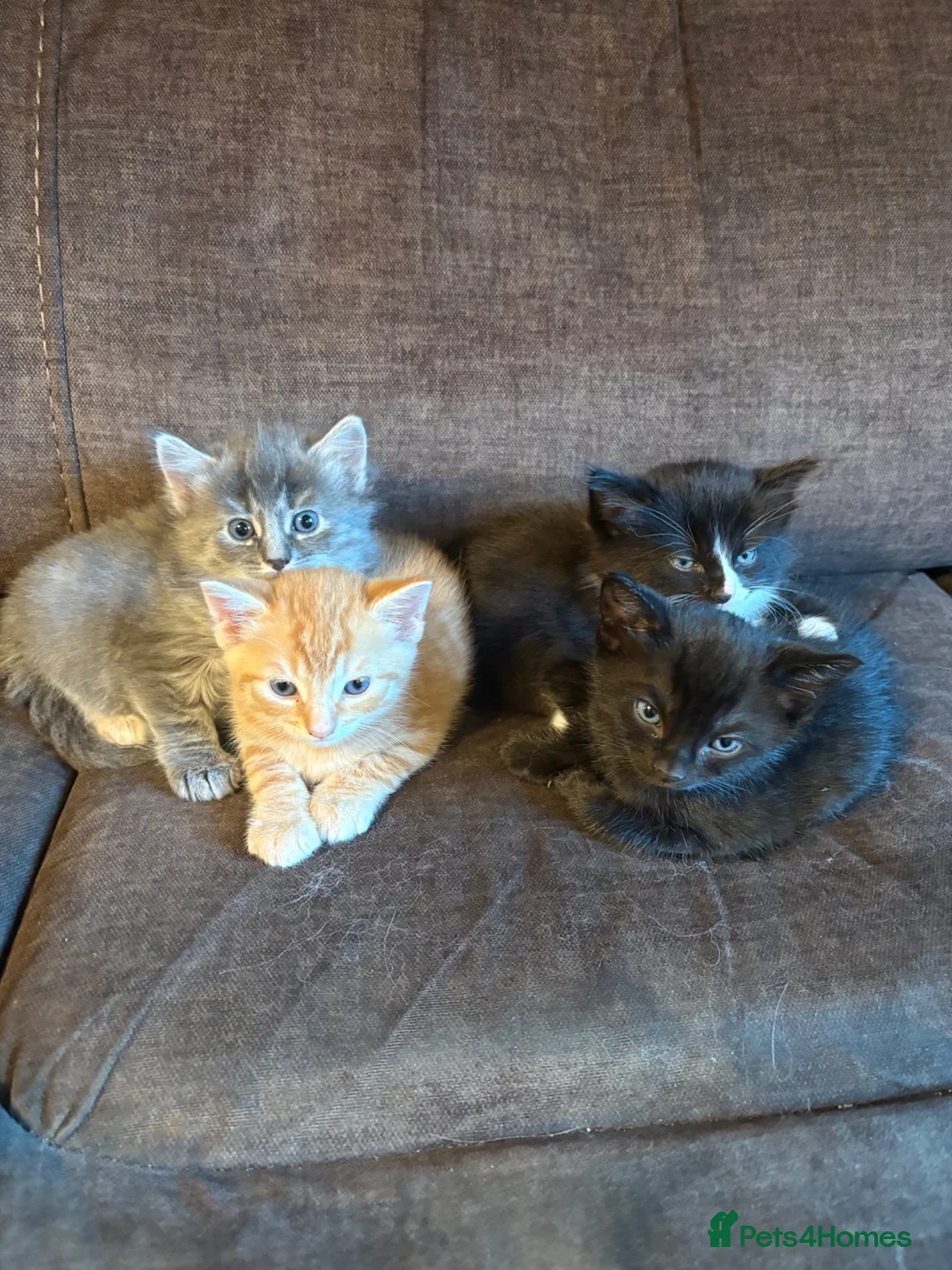 Mixed Breed cats for sale: Beautiful kittens looking for their family  - Advert 1