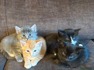 Mixed Breed cats Beautiful kittens looking for their family - Advert 15