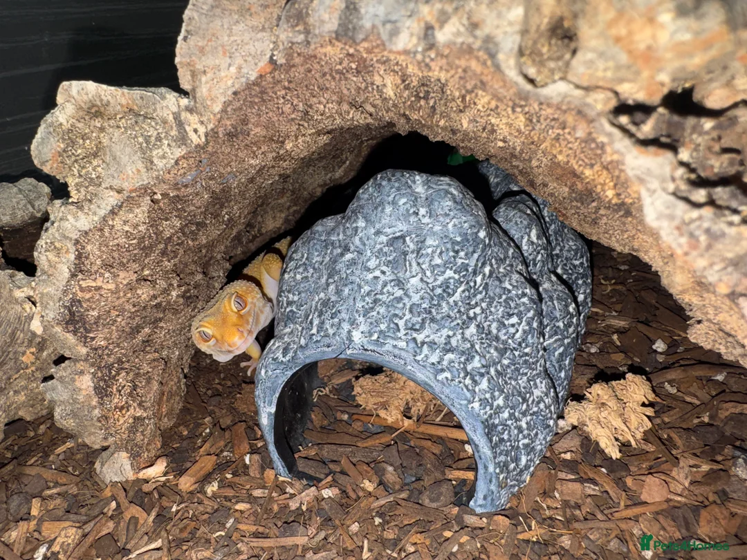 Gecko reptiles for sale: For sale, 5 geckos mixed - Advert 12