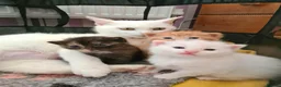 Mixed Breed cats for sale: Female white kitten  - Advert 2